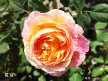 推薦公認(rèn)的6款零差評(píng)的月季花，顏值高好養(yǎng)護(hù)