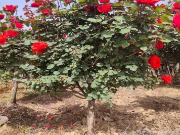 月季花該如何修剪？一定要小心仔細(xì)