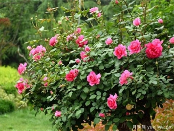 9月月季管理，月季夏末修剪爆秋花