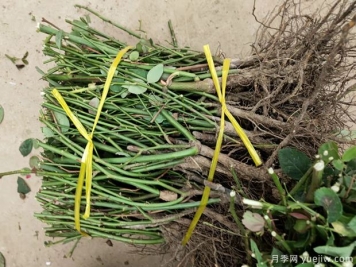艾草、月季…南陽(yáng)市臥龍區(qū)特色農(nóng)產(chǎn)品備戰(zhàn)雙十一