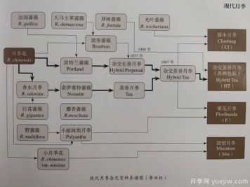 中國(guó)月季對(duì)世界的貢獻(xiàn)