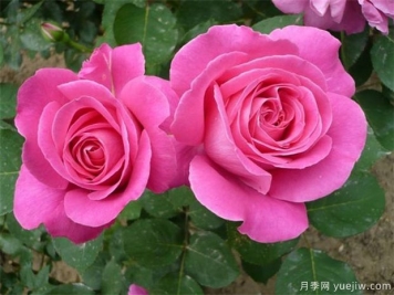 中國(guó)月季市花城市文化