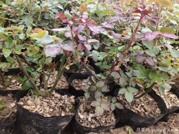 月季花什么季節(jié)選苗種植最好？不同季節(jié)入苗的優(yōu)缺點(diǎn)是什么？