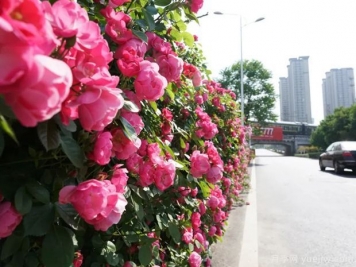 12種花的夏季澆水方法
