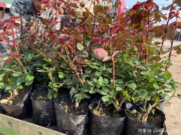 月季換盆后黑桿或爛根怎么辦