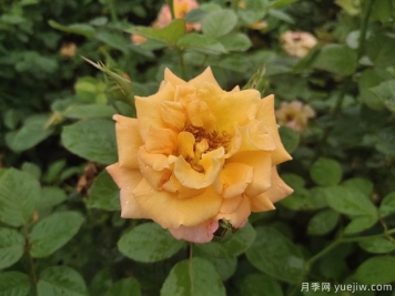 20種常見(jiàn)花卉的養(yǎng)殖技巧