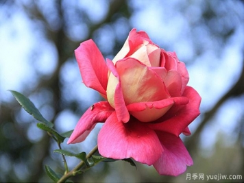 一年四季都能開花的花卉有哪些？花卉護(hù)理原則