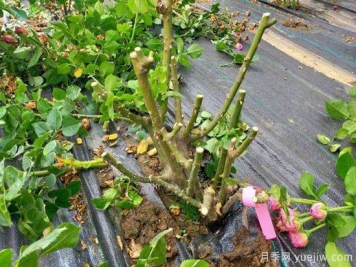 月季開完花后怎樣剪枝才又開花