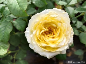 月季花養(yǎng)哪個(gè)品種比較好？花友高標(biāo)準(zhǔn)推薦11個(gè)