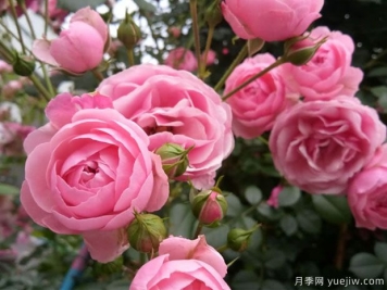 有哪些關(guān)于花卉的知識值得了解？