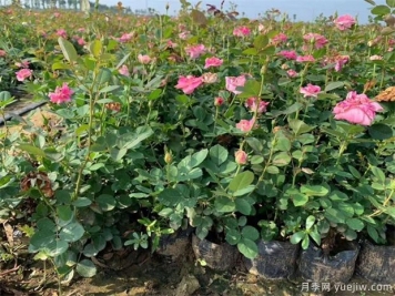盆栽月季為何花朵越開越小
