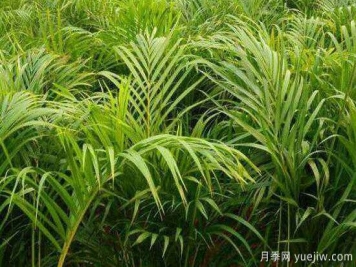 鳳尾竹發(fā)黃發(fā)枯的原因有哪些？