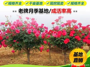 選擇花卉苗木注意事項