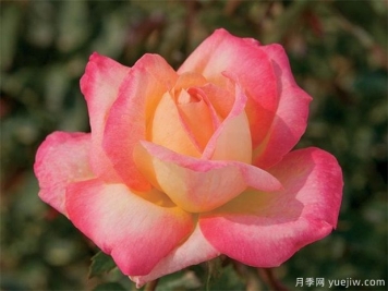 300種花卉植物開花月份對照表