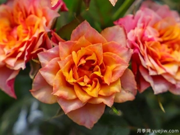 比基尼月季