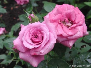薰衣草光芒月季