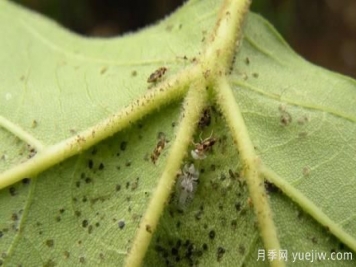 六月份園林常見蟲害病害的識(shí)別與防治