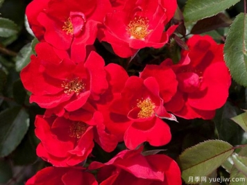 美思泰月季/美思泰玫迪蘭月季