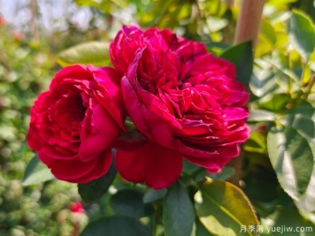 迎新年，推薦8個(gè)中國(guó)紅月季，紅紅火火過(guò)兔年