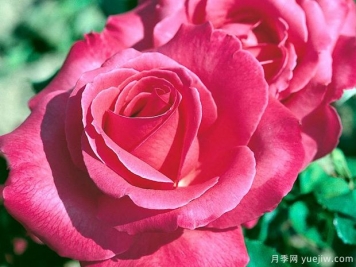 夏洛特蘭普林月季