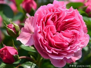 月季怎樣換盆？月季花換盆辦法