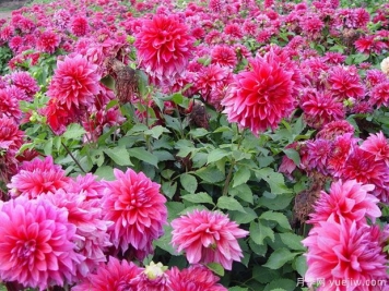 月季花花期長，養(yǎng)花還有哪幾種花期可達半年？