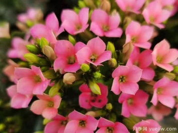 長壽花冬天怎么養(yǎng)護？解決凍傷不開花消苞的辦法