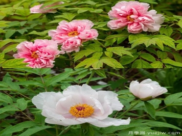 鳳丹花和牡丹花的區(qū)別？看葉子和根系
