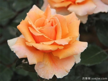 常見用于陽臺的花卉種類有哪些？