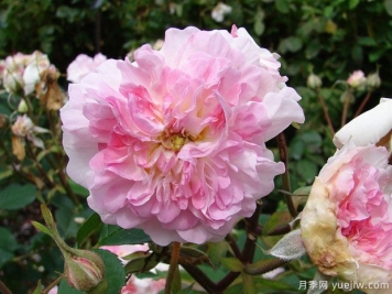 玫瑰花園月季(奧斯汀)