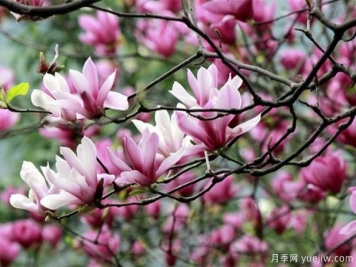 玉蘭花的花語是什么？報恩，純真自然的愛