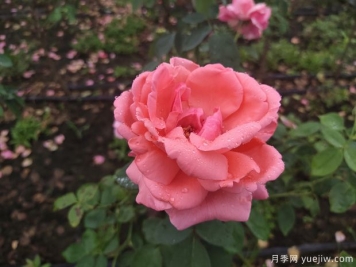 春季花卉月季出現的這些病蟲害，要及時處理