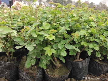 2月3月的月季花苗，換土施肥曬太陽，不愁開花少