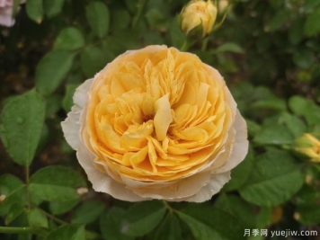 玫瑰稱(chēng)霸花藝界，月季讓世界更美麗