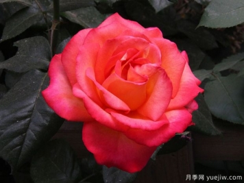一天不同時間開放的花 一年四季的花開時間表
