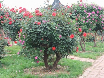 大樹移植的基本原理解析