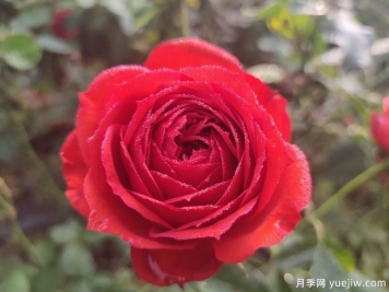 春天養(yǎng)月季，推薦8個(gè)經(jīng)典高品質(zhì)豐花月季品種