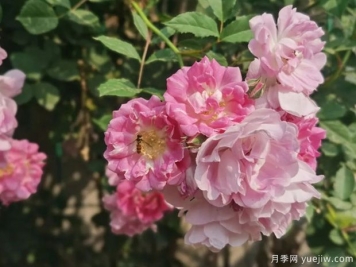 南陽(yáng)薔薇花滿架，城區(qū)賞花去哪里？