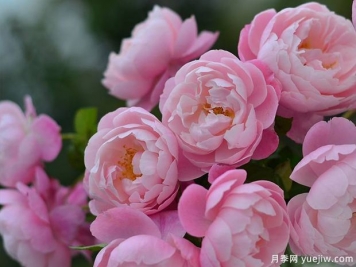 瓶插切花月季該如何選擇？讓玫瑰滿(mǎn)屋飄香