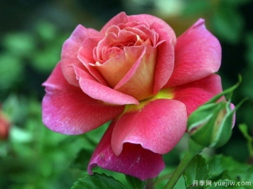 月季，玫瑰 ，薔薇，是同一種花嗎？有何不同