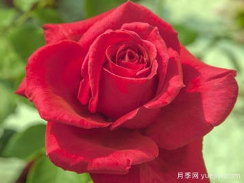 雅克普萊維爾月季