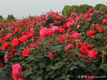 各省份花卉批發(fā)市場(chǎng)地址收藏