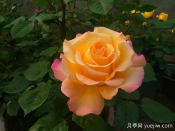 滿(mǎn)足個(gè)性化花卉需求！如何選擇適合自己的月季花品種？