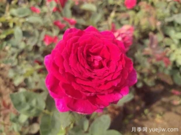 月季花有哪些觀賞和藥用價(jià)值？