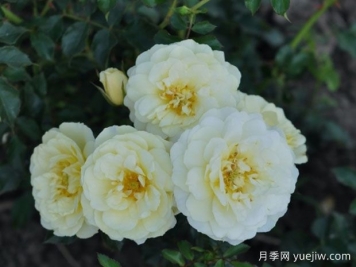 黃色精靈月季