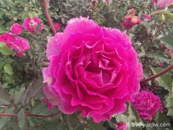 月季花是我國傳統(tǒng)名花，展現(xiàn)愛情與吉祥象征意義
