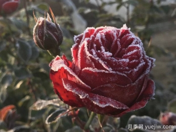 暴雪過(guò)后，月季苗該如何養(yǎng)護(hù)？才能放心越冬