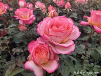 花卉按照?qǐng)@林用途的分類