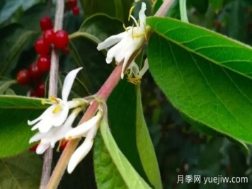 金銀木和金銀花有什么區(qū)別，金銀木有哪些主要價值？