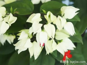龍吐珠的生長習性和養(yǎng)殖注意事項